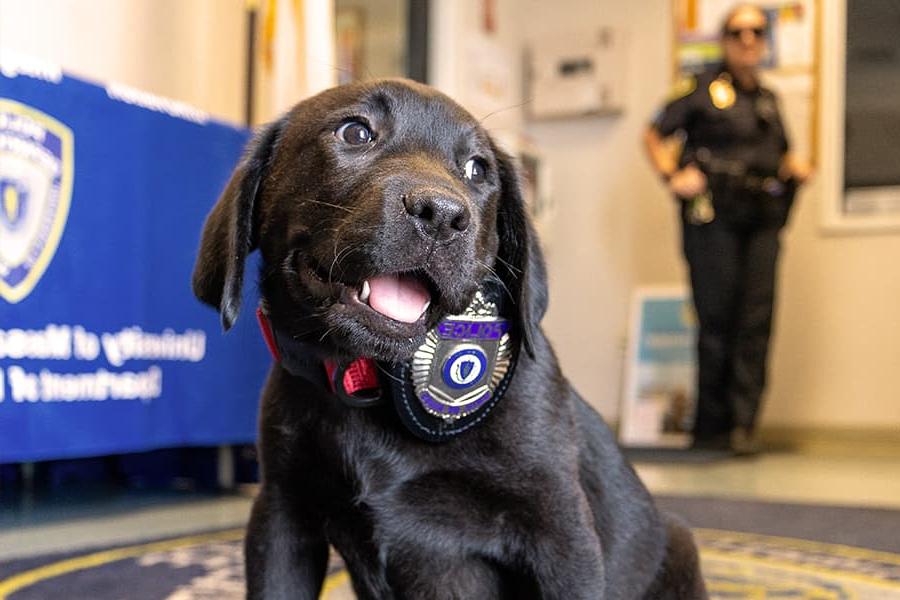 Beacon Comfort K9 wearing a police badge on his collar.